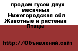 продам гусей двух месячных - Нижегородская обл. Животные и растения » Птицы   